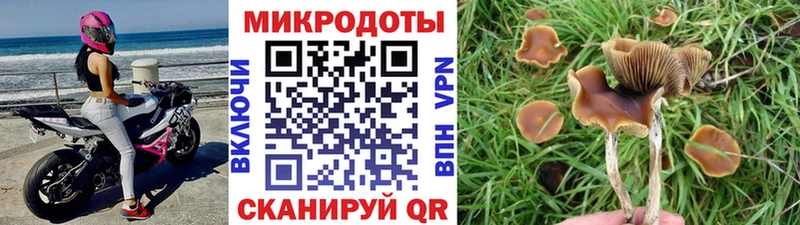 Псилоцибиновые грибы Cubensis  цена   Петров Вал 